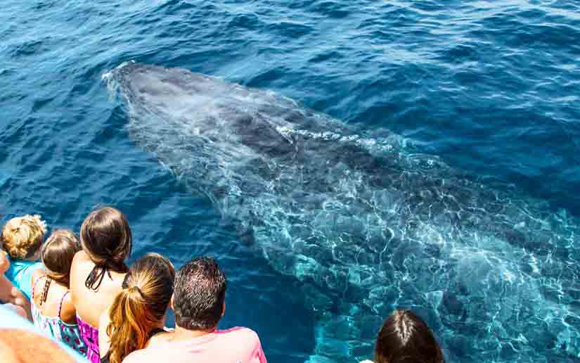 whale watching tour laguna beach